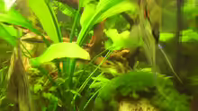Pflanzen im Aquarium Becken 16964