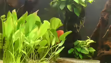Pflanzen im Aquarium Becken 17206