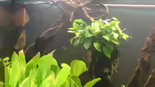 Pflanzen im Aquarium Becken 17206