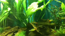 Pflanzen im Aquarium Becken 17461