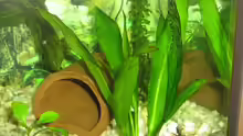 Pflanzen im Aquarium Becken 1763