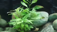 Pflanzen im Aquarium Becken 17837