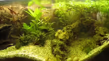 Pflanzen im Aquarium Becken 18187