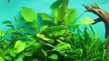 Pflanzen im Aquarium Becken 18216