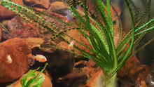 Pflanzen im Aquarium Becken 18276