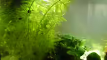 Pflanzen im Aquarium Becken 20247