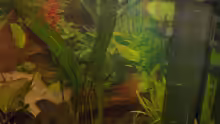 Pflanzen im Aquarium Becken 2069