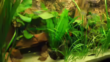 Pflanzen im Aquarium Becken 2112