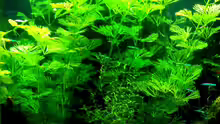Pflanzen im Aquarium Becken 2113