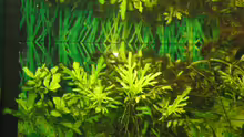 Pflanzen im Aquarium Becken 2122