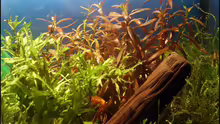 Pflanzen im Aquarium Becken 2134