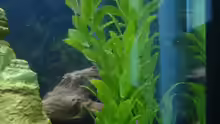 Pflanzen im Aquarium Becken 2182
