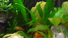 Pflanzen im Aquarium Becken 23437
