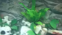 Pflanzen im Aquarium Becken 2461