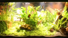 Pflanzen im Aquarium Becken 2500