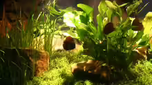 Pflanzen im Aquarium Becken 2500