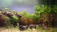Pflanzen im Aquarium Becken 2523