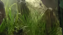 Pflanzen im Aquarium Becken 2531