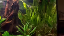 Pflanzen im Aquarium Becken 2544