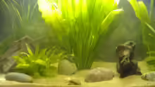 Pflanzen im Aquarium Becken 2654