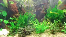 Pflanzen im Aquarium Becken 2723