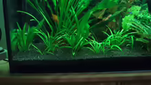 Pflanzen im Aquarium Becken 2785