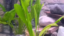 Pflanzen im Aquarium Becken 283