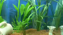 Pflanzen im Aquarium Becken 3177
