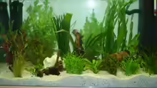 Pflanzen im Aquarium Becken 3194