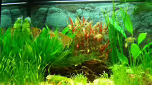 Pflanzen im Aquarium Becken 3217