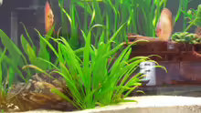 Pflanzen im Aquarium Becken 3240