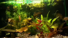 Pflanzen im Aquarium Becken 3297