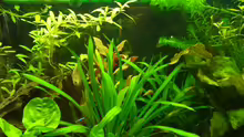 Pflanzen im Aquarium Becken 3345