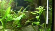 Pflanzen im Aquarium Becken 3425