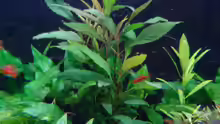 Pflanzen im Aquarium Becken 3483