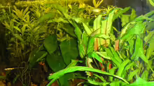 Pflanzen im Aquarium Becken 3502