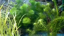 Pflanzen im Aquarium Becken 3622