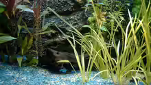 Pflanzen im Aquarium Becken 3622