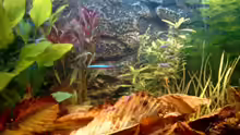 Pflanzen im Aquarium Becken 3622