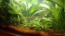 Pflanzen im Aquarium Becken 3663