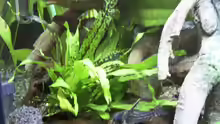 Pflanzen im Aquarium Becken 3712