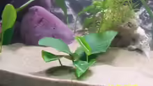 Pflanzen im Aquarium Becken 3860
