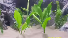 Pflanzen im Aquarium Becken 3860