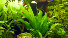 Pflanzen im Aquarium Becken 3909