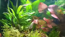 Pflanzen im Aquarium Becken 3944
