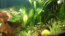 Pflanzen im Aquarium Becken 3944