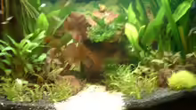 Pflanzen im Aquarium Becken 3944