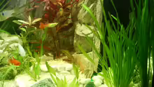 Pflanzen im Aquarium Becken 3947