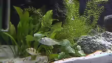 Pflanzen im Aquarium Becken 395