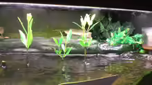 Pflanzen im Aquarium Becken 4124